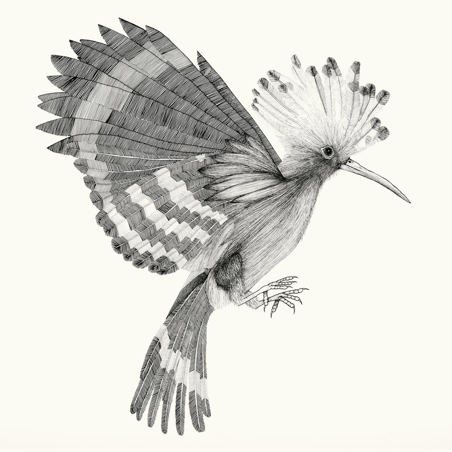 Pochette de : PUPUT - COCANHA (VINYLE 33T)