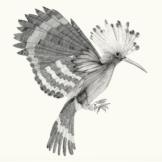 Pochette de : PUPUT - COCANHA (VINYLE 33T)